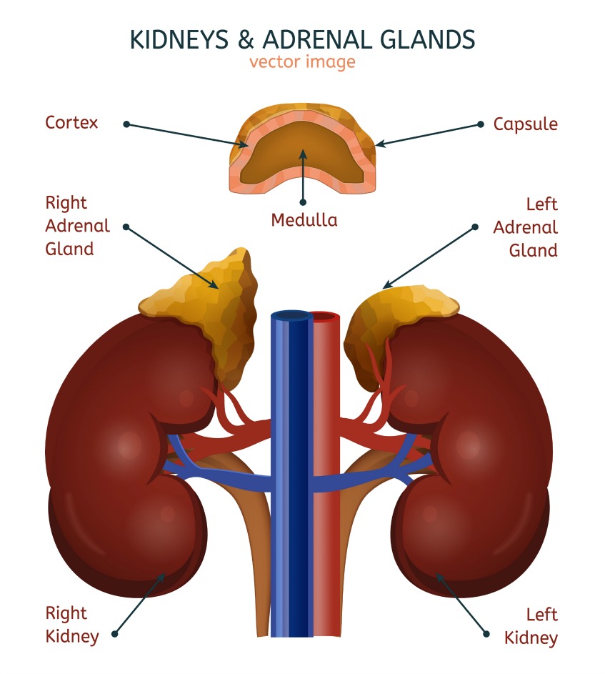 what are adrenal glands